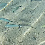 Casa vacanze Casamanno Al Mare Kala E Moru Geremèas